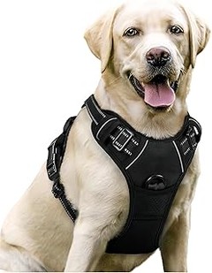Aprende a ponerle el arnés a tu perro de forma correcta