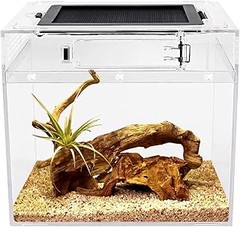 ¿Qué es un terrario para geckos y lagartos? Todo lo que necesitas saber