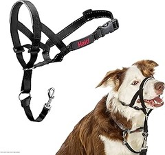 ¿Qué collar es mejor para un perro que tira mucho?