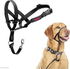 Collares y arneses reflectantes para perros