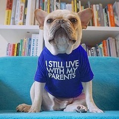Descubre dónde comprar ropa básica para perros a buen precio