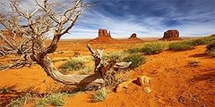 Conoce los tipos de fondos decorativos para terrarios