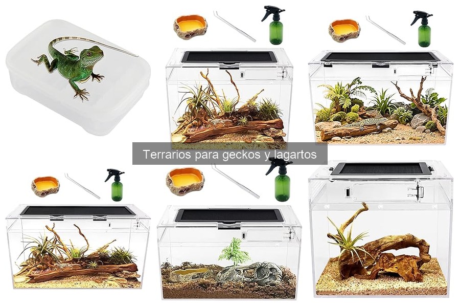 Accesorios Esenciales para Terrarios de Geckos y Lagartos