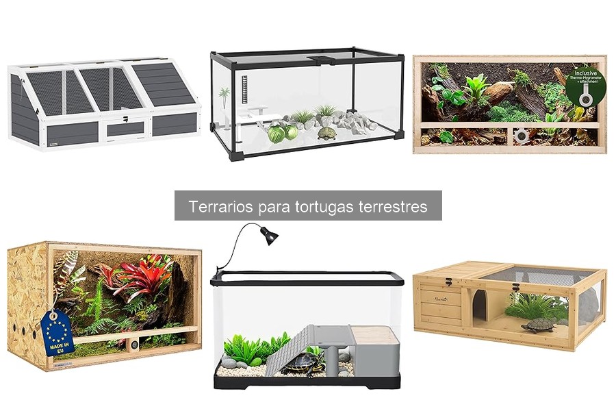 Accidentes comunes en terrarios de tortugas y cómo evitarlos
