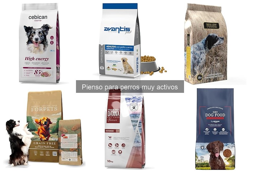 Ajusta la Ración de Pienso para Perros Activos Eficazmente