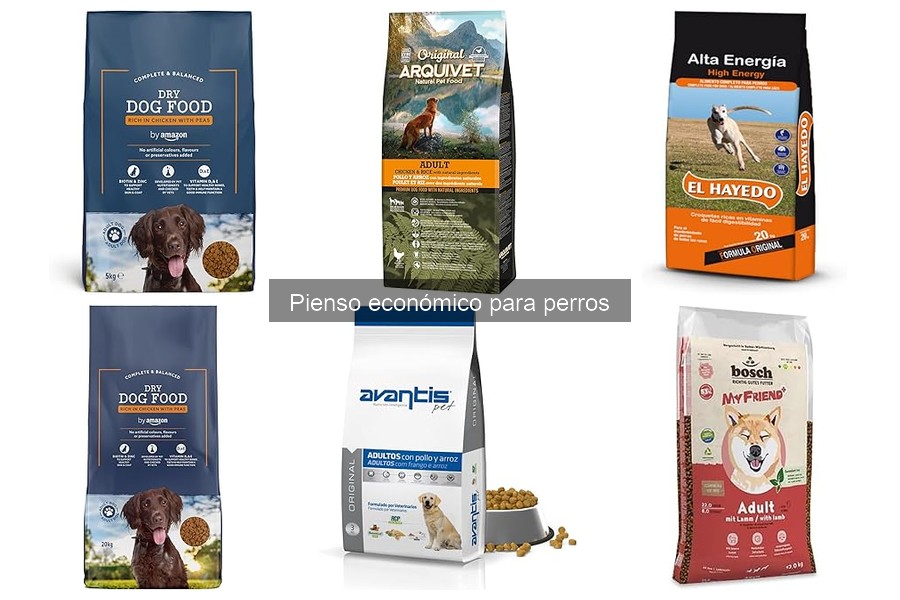 Alimenta a tu perro con pienso económico de forma adecuada