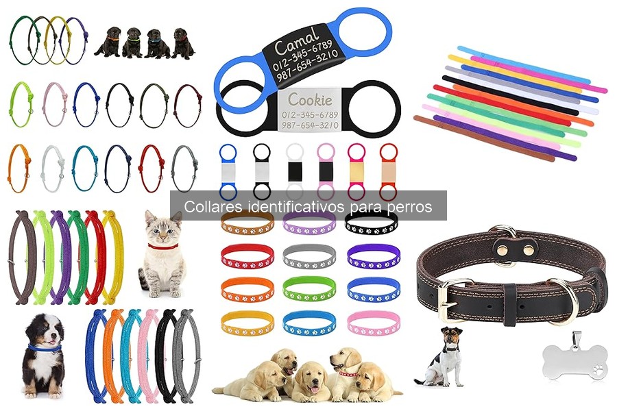 Alternativas a collares identificativos para perros