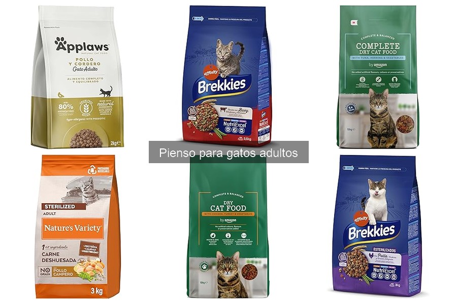 Alternativas al Pienso Convencional para Gatos Adultos