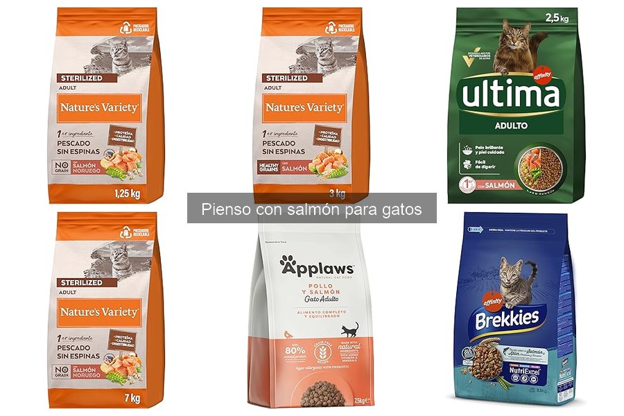 Alternativas al pienso de salmón para gatos saludables
