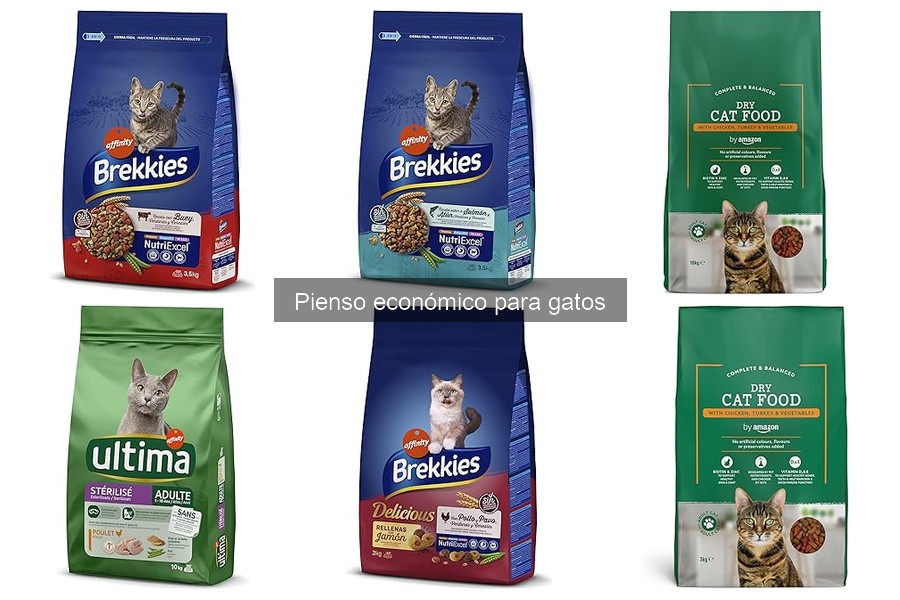 Alternativas al pienso económico para gatos: ¿qué opciones hay?