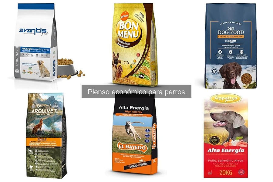 Alternativas al pienso económico para perros con alergias