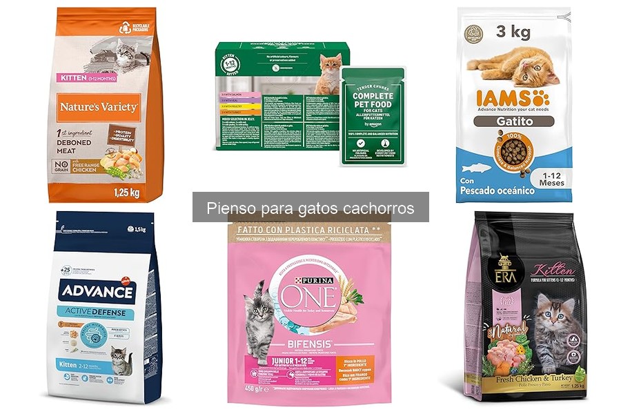 Alternativas al pienso para gatos cachorros: opciones saludables