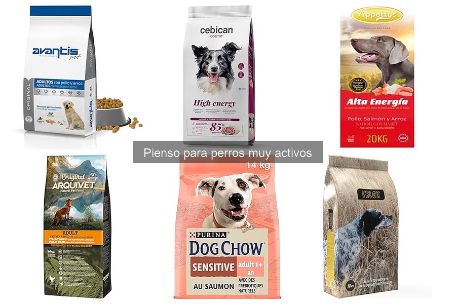 Alternativas al pienso para perros muy activos: Guía completa
