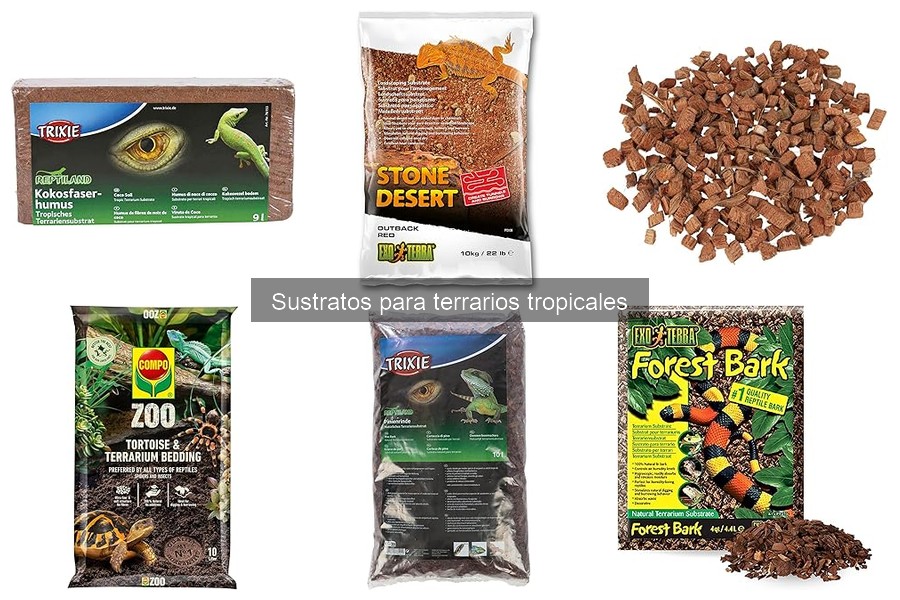 Alternativas Caseras a Sustratos para Terrarios Tropicales