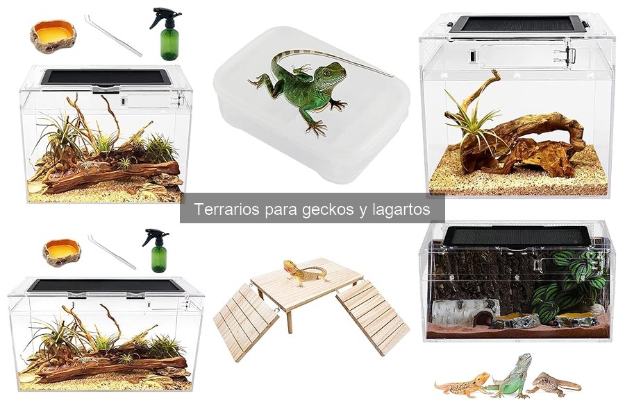 Alternativas económicas a terrarios para geckos y lagartos