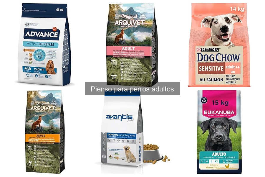 Alternativas saludables al pienso seco para perros adultos