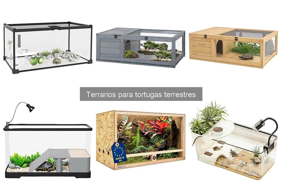 Beneficios de un terrario bien diseñado para tortugas terrestres