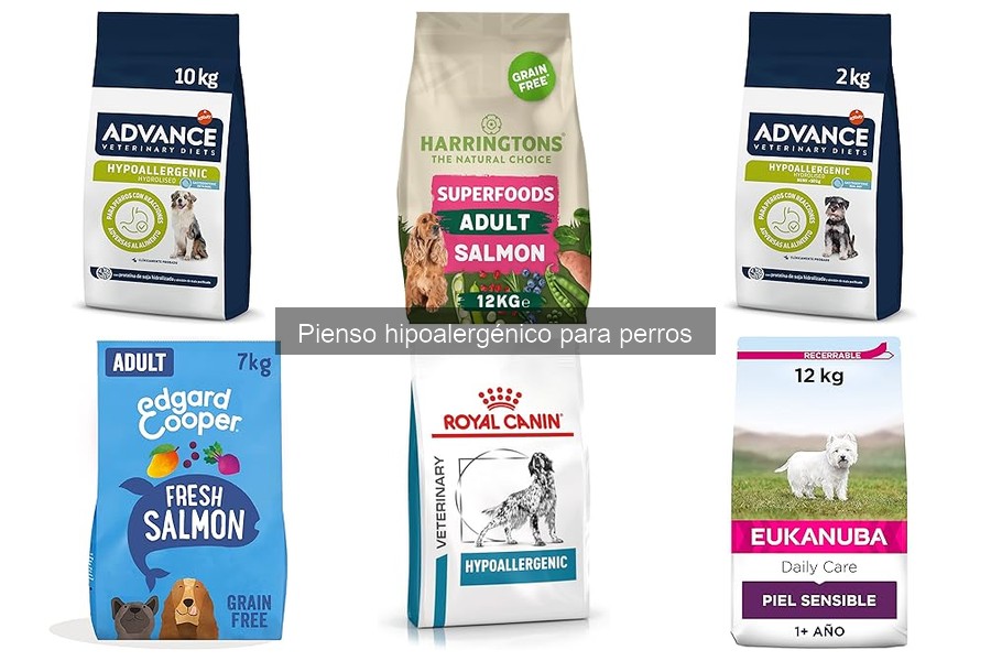 Beneficios del pienso hipoalergénico para perros mayores