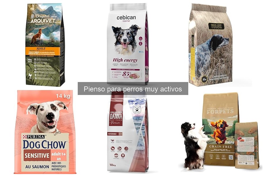 Beneficios del pienso para perros muy activos