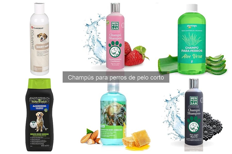 ¿Cada cuánto bañar a un perro de pelo corto? Consejos prácticos