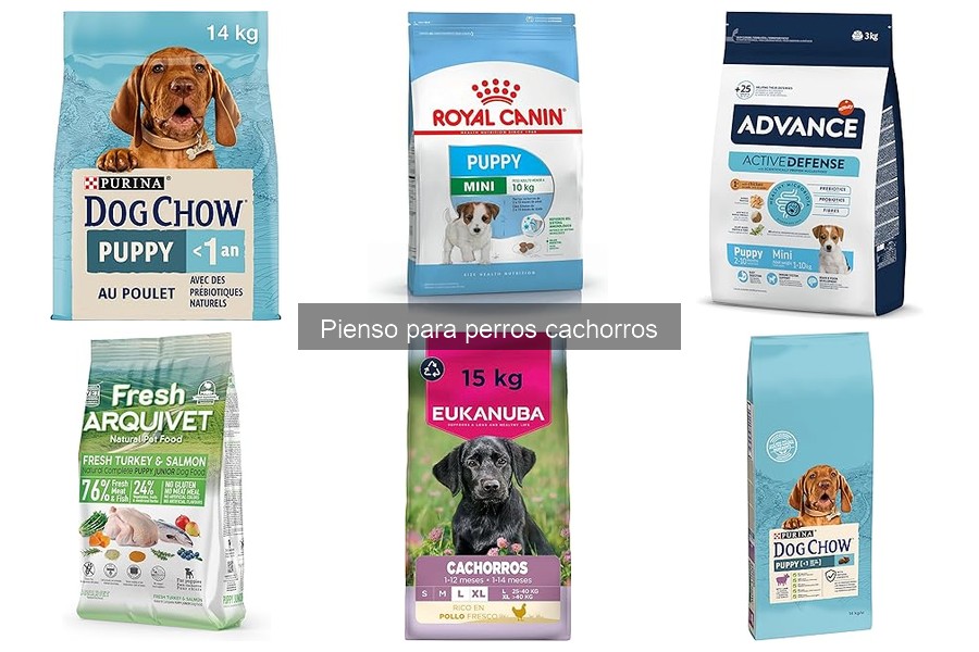 Cantidad de pienso ideal para cachorros: guía práctica