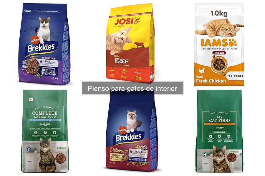 Cantidad ideal de pienso para gatos de interior