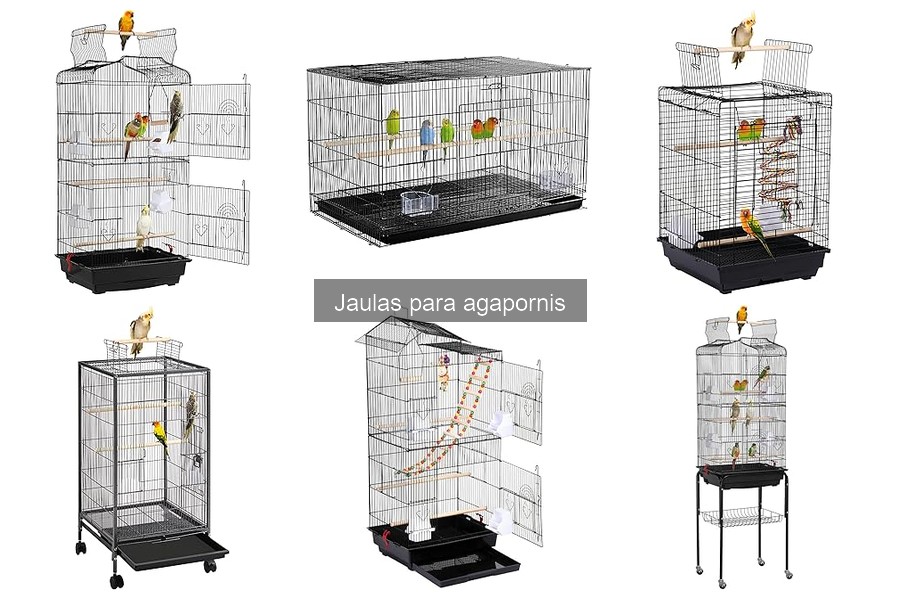 Características esenciales de jaulas para agapornis