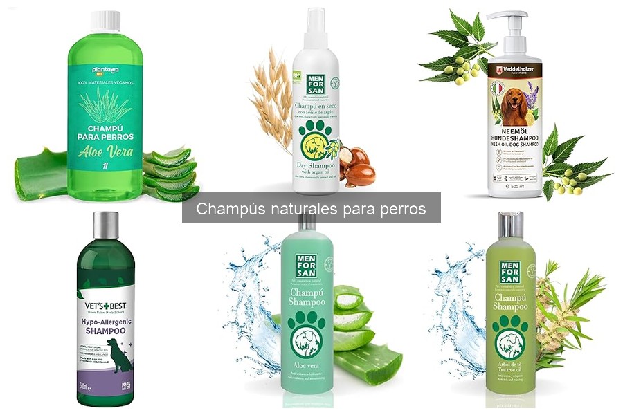 Champús naturales para perros con dermatitis: mejores opciones