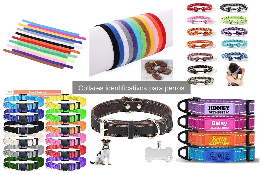 Collares Identificativos para Perros: Funciones y Seguridad