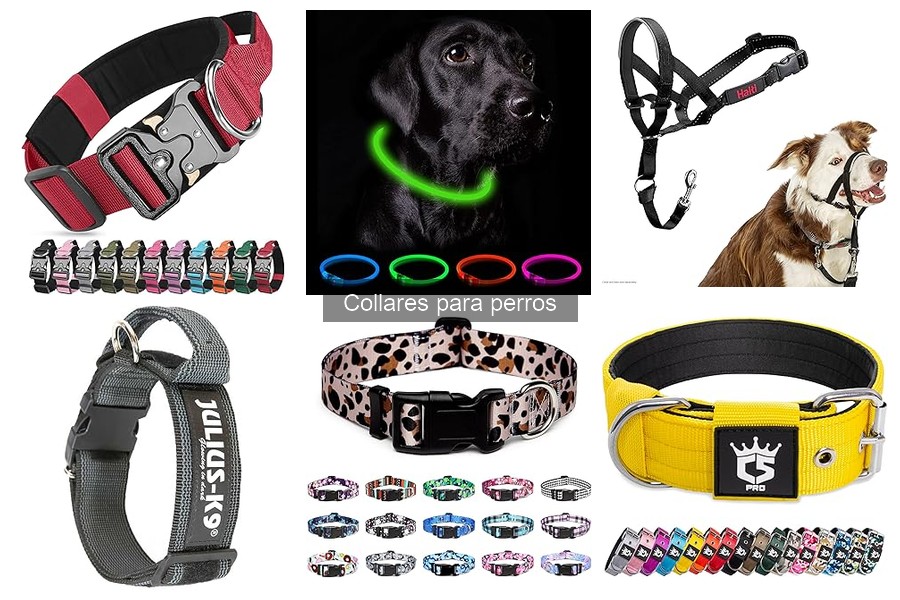 Collares para perros fugitivos: seguridad y resistencia