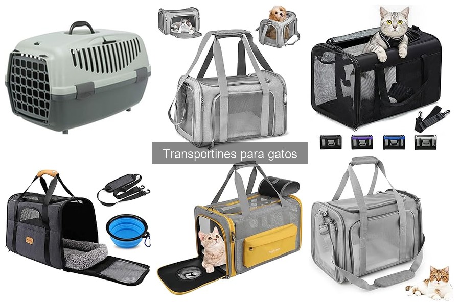 Cómo acostumbrar a tu gato al transportín en 5 pasos
