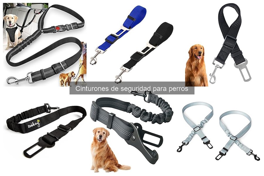 Cómo acostumbrar a tu perro al cinturón de seguridad