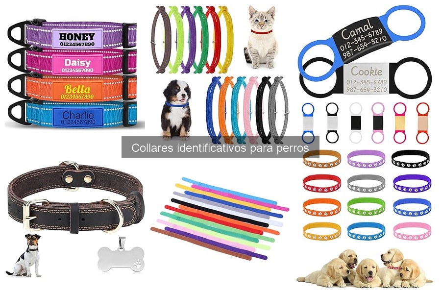 Cómo ajustar bien el collar identificativo de tu perro