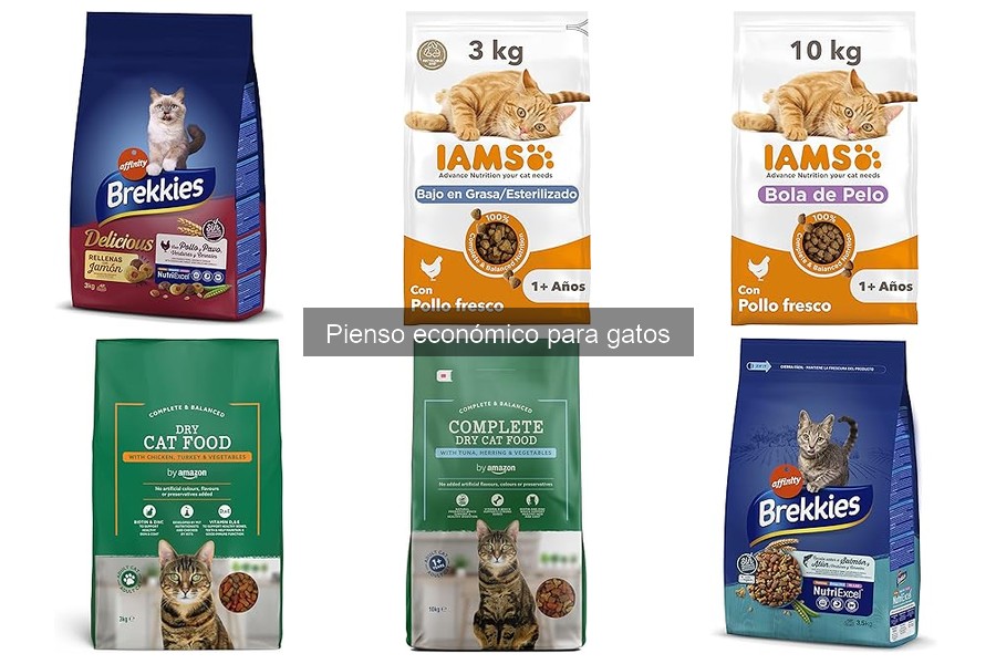 Cómo almacenar correctamente el pienso económico para gatos