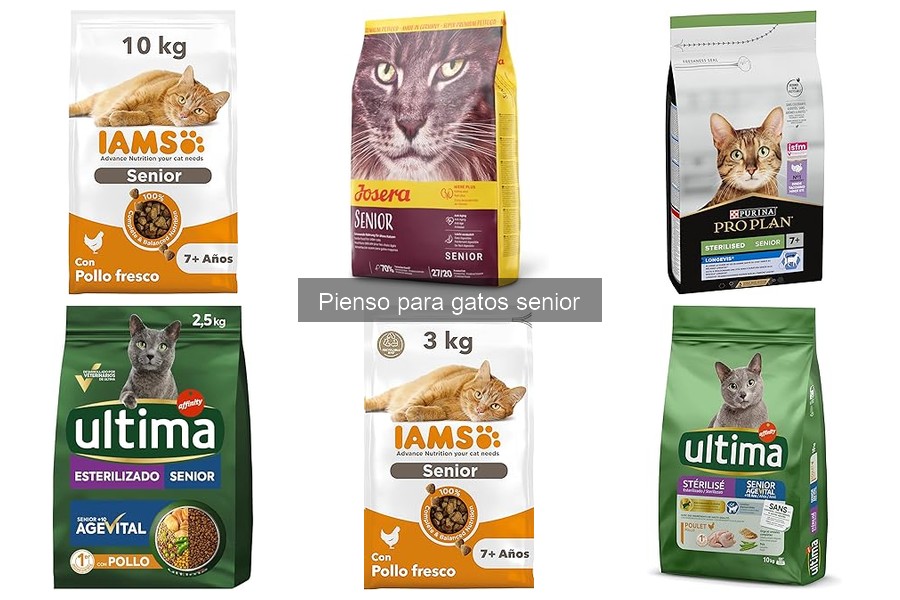 Cómo almacenar pienso para gatos senior y mantenerlo fresco