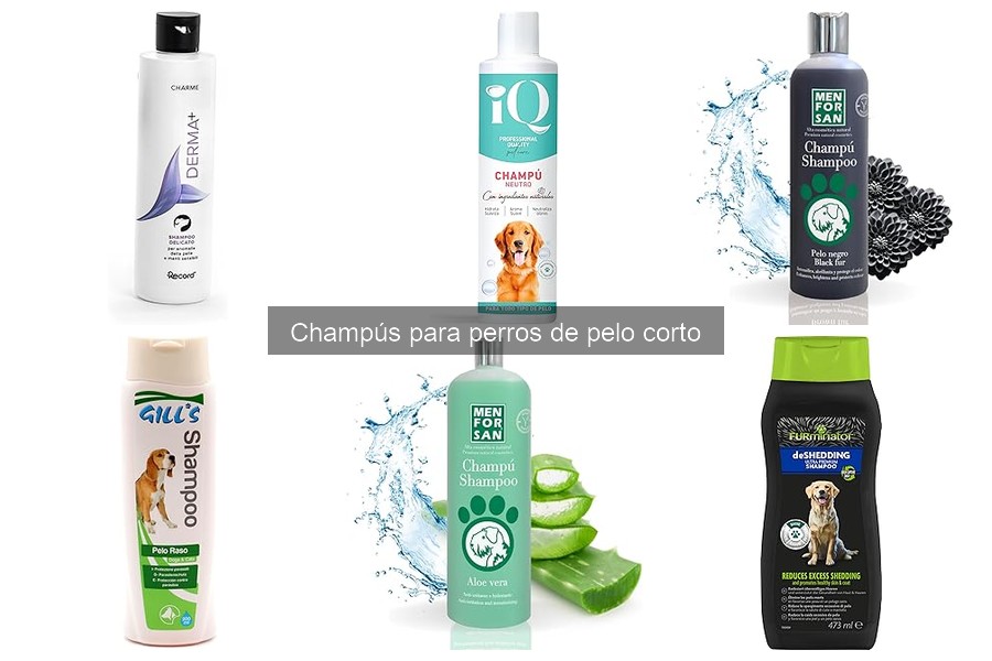 Cómo bañar a un perro de pelo corto: Guía práctica