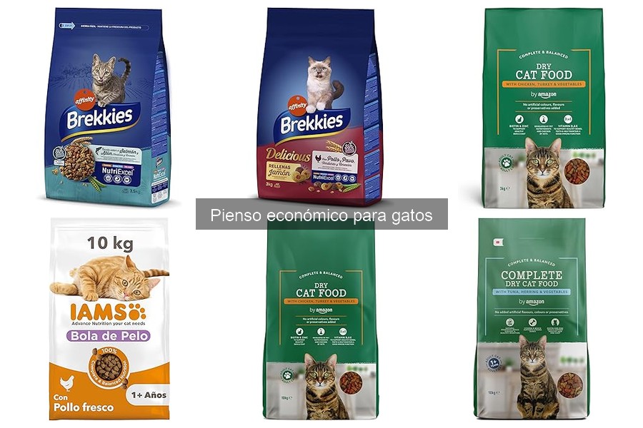 Cómo cambiar de pienso normal a económico para gatos