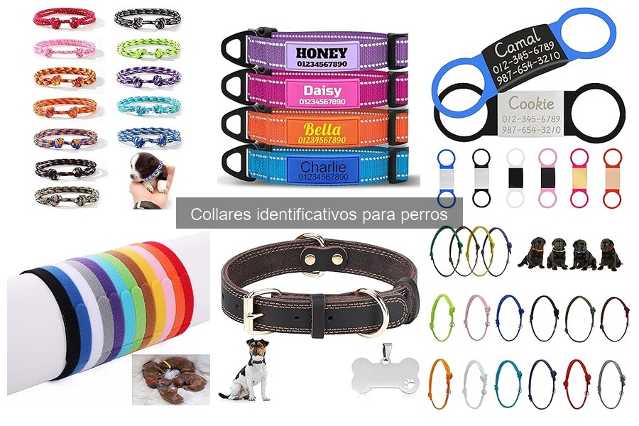 Cómo cuidar y mantener collares identificativos para perros