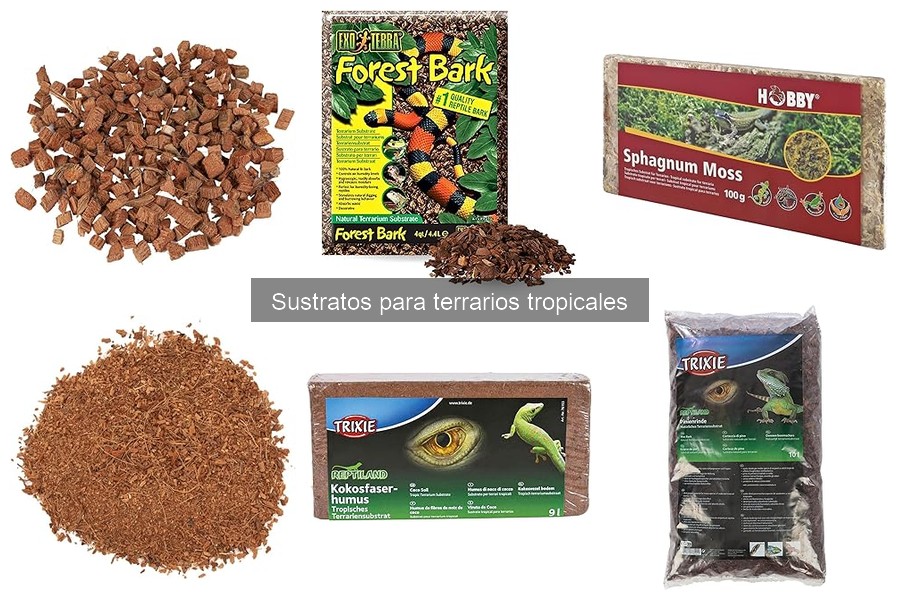 Cómo el sustrato impacta el ecosistema de tu terrario tropical
