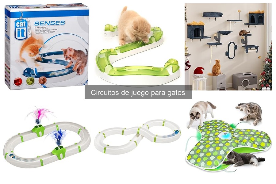 Cómo elegir el mejor circuito de juego para tu gato