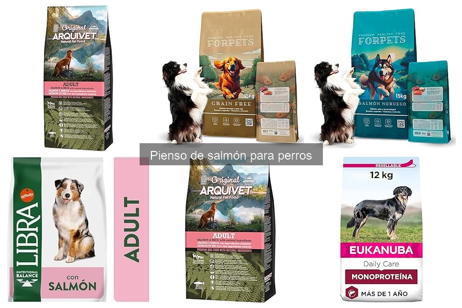 Cómo elegir el mejor pienso de salmón para tu perro