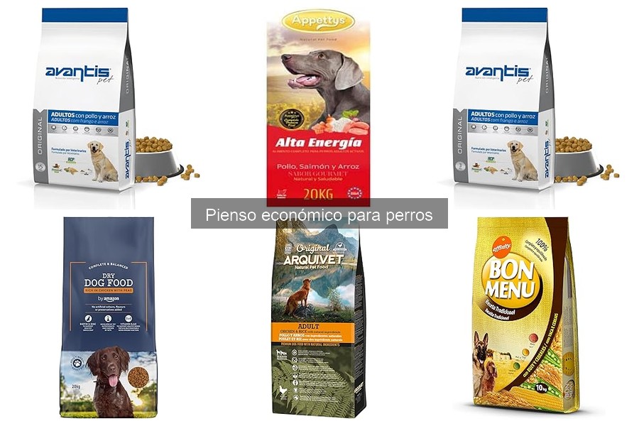 Cómo Elegir el Mejor Pienso Económico para Perros
