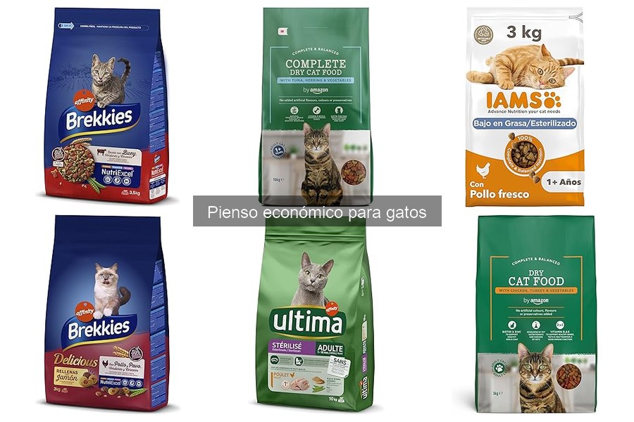 Cómo elegir el mejor pienso económico para tu gato
