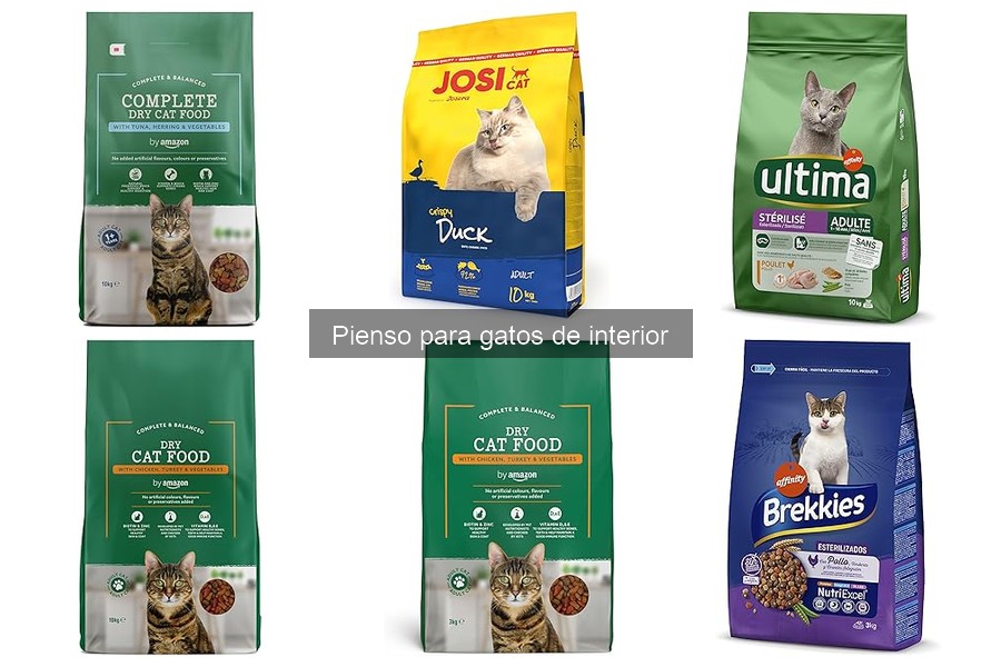 Cómo elegir el mejor pienso para gatos de interior