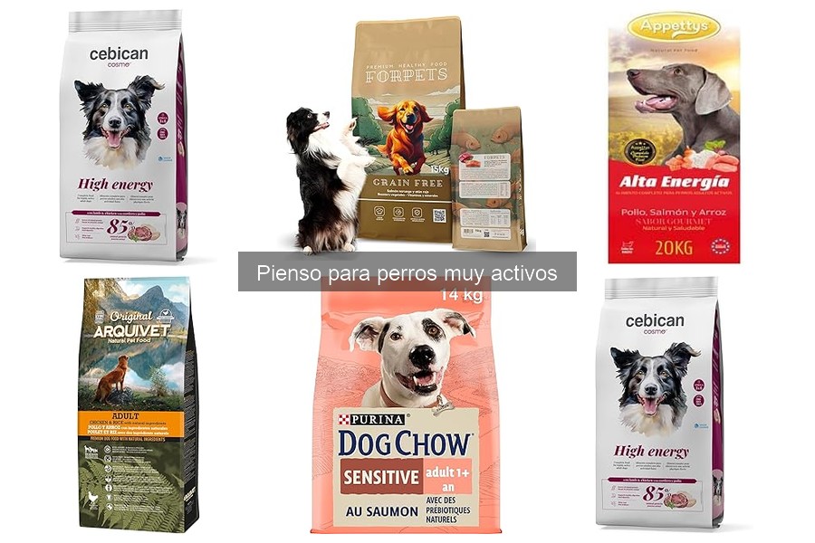 Cómo elegir el mejor pienso para perros muy activos