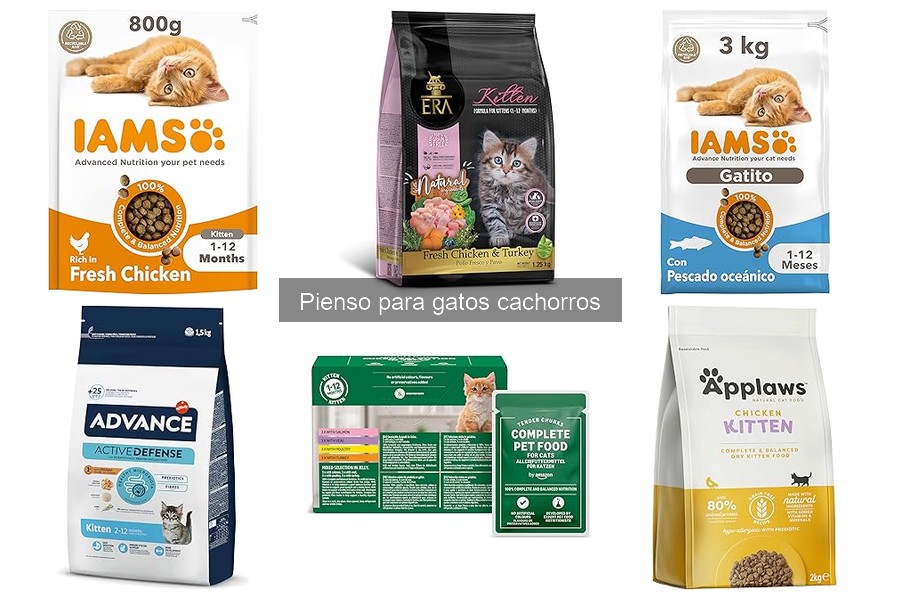 Cómo elegir el mejor pienso para tu gato cachorro