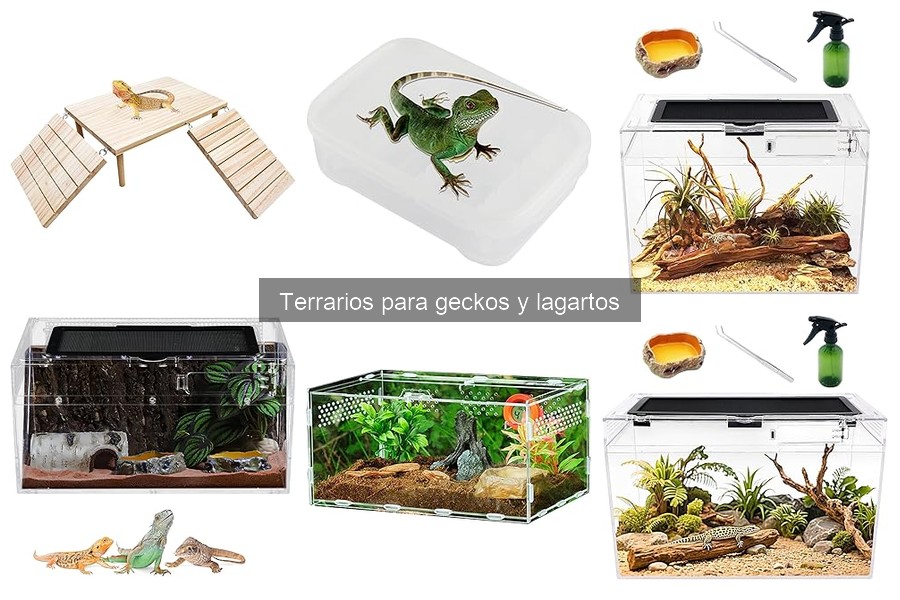 Cómo elegir el terrario ideal para tu gecko o lagarto