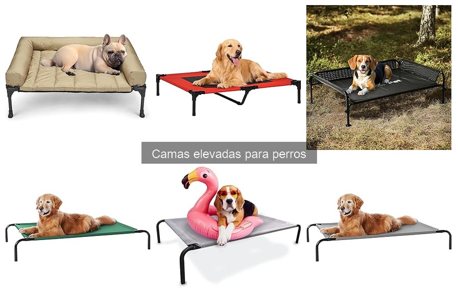 Cómo elegir la cama elevada perfecta para tu perro