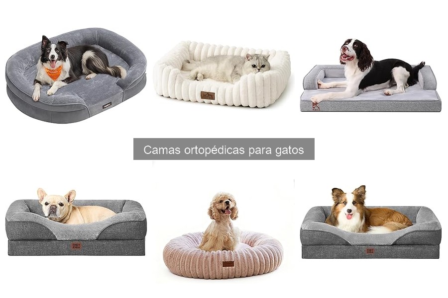 Cómo elegir la mejor cama ortopédica para gatos