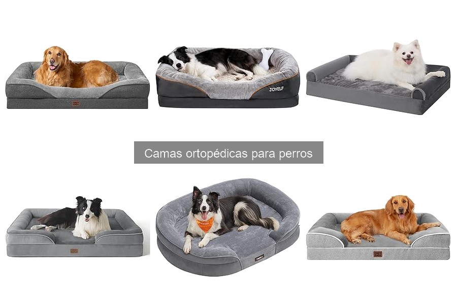 Cómo elegir la mejor cama ortopédica para tu perro